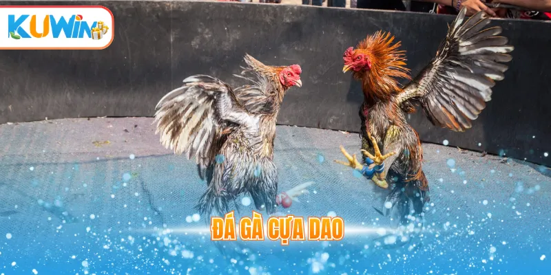 Đá gà cựa dao